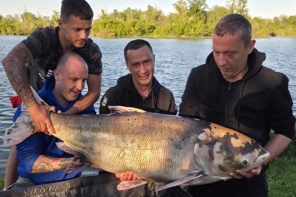 Në Zagreb është kapur një peshk i rrallë me peshë 45 kilogramë