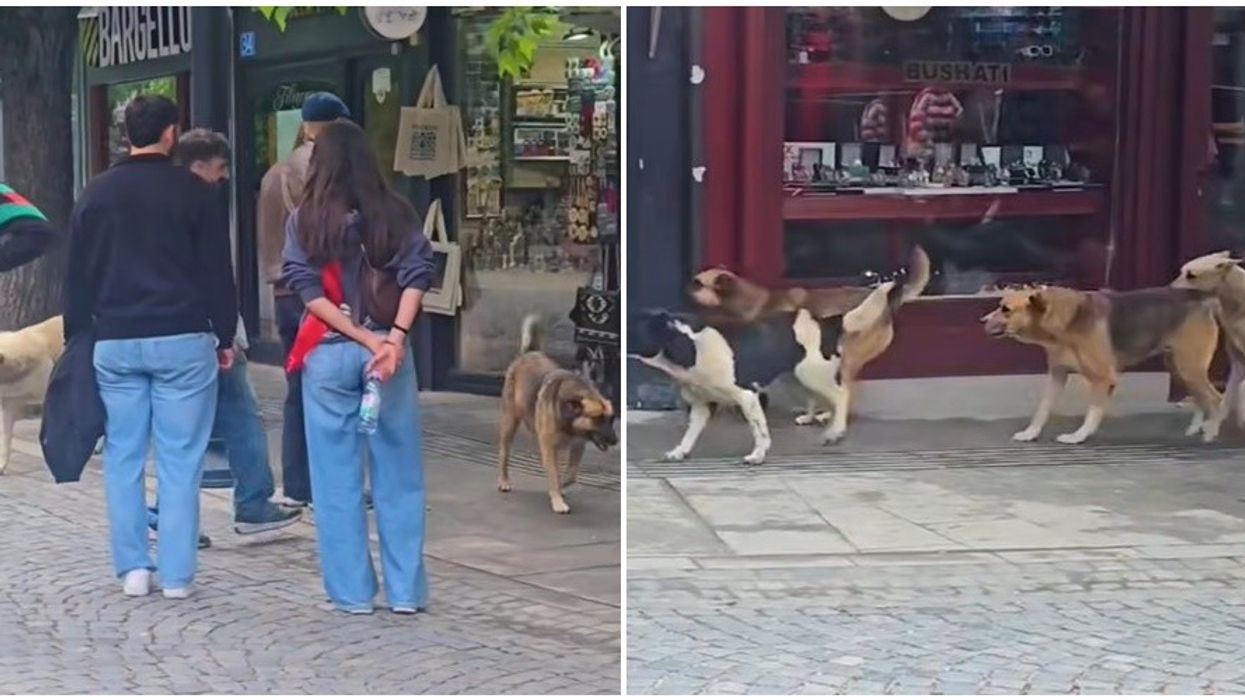 Qentë endacakë krijojnë pasiguri në zonat turistike të Prizrenit Qentë endacakë krijojnë pasiguri në zonat turistike të Prizrenit