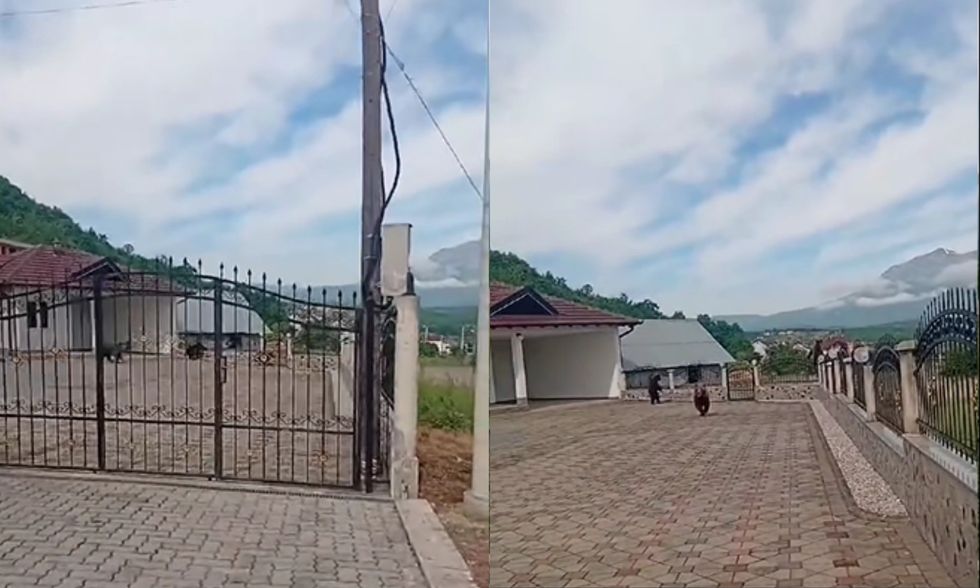Tre arinj hyjnë në oborrin e një shtëpie në Hoçë të Prizrenit