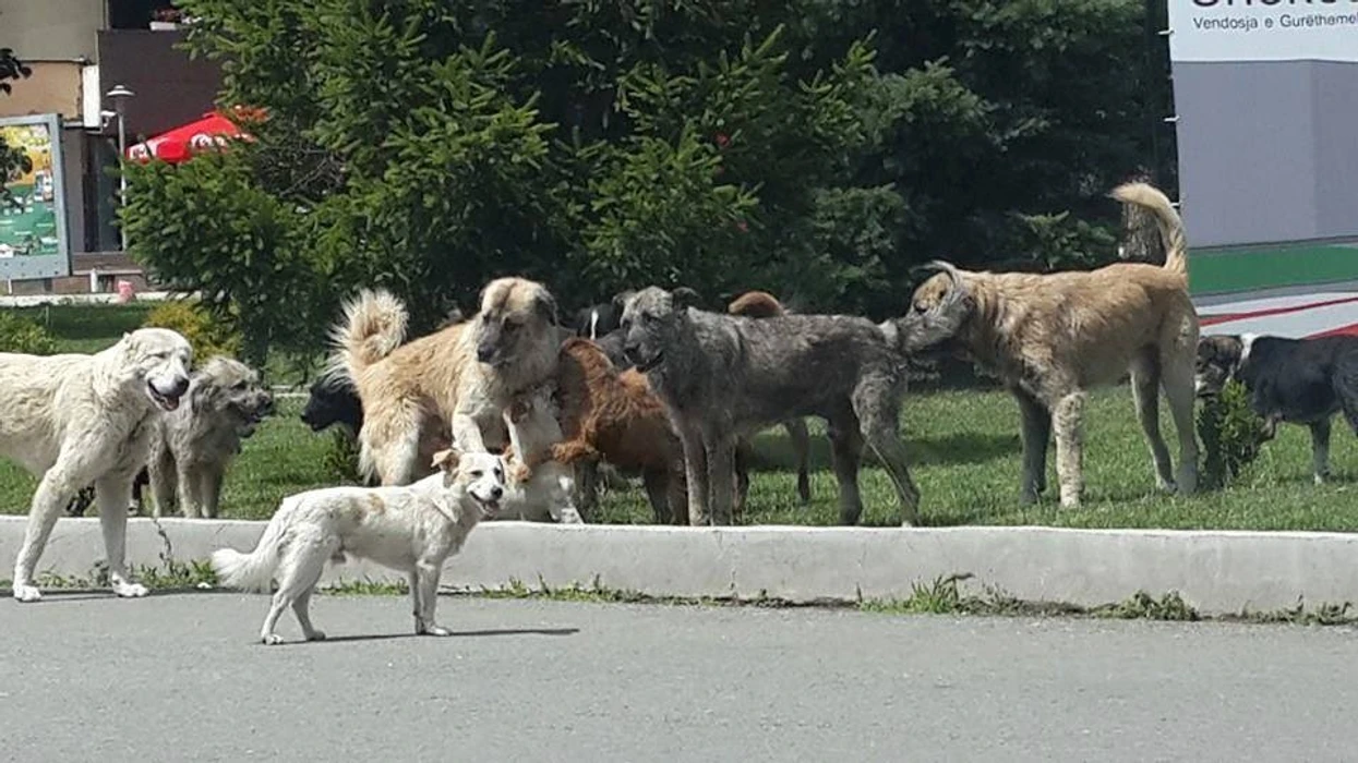 Shtabi Emergjent për qentë endacakë në QKUK, ende në pritje të konfirmimit të palëve