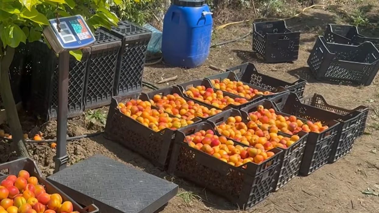 Prodhim i bollshëm i kajsisë në Xibrakë pas 5 vitesh - çmimi 3 euro Prodhim i bollshëm i kajsisë në Xibrakë pas 5 vitesh - çmimi 3 euro