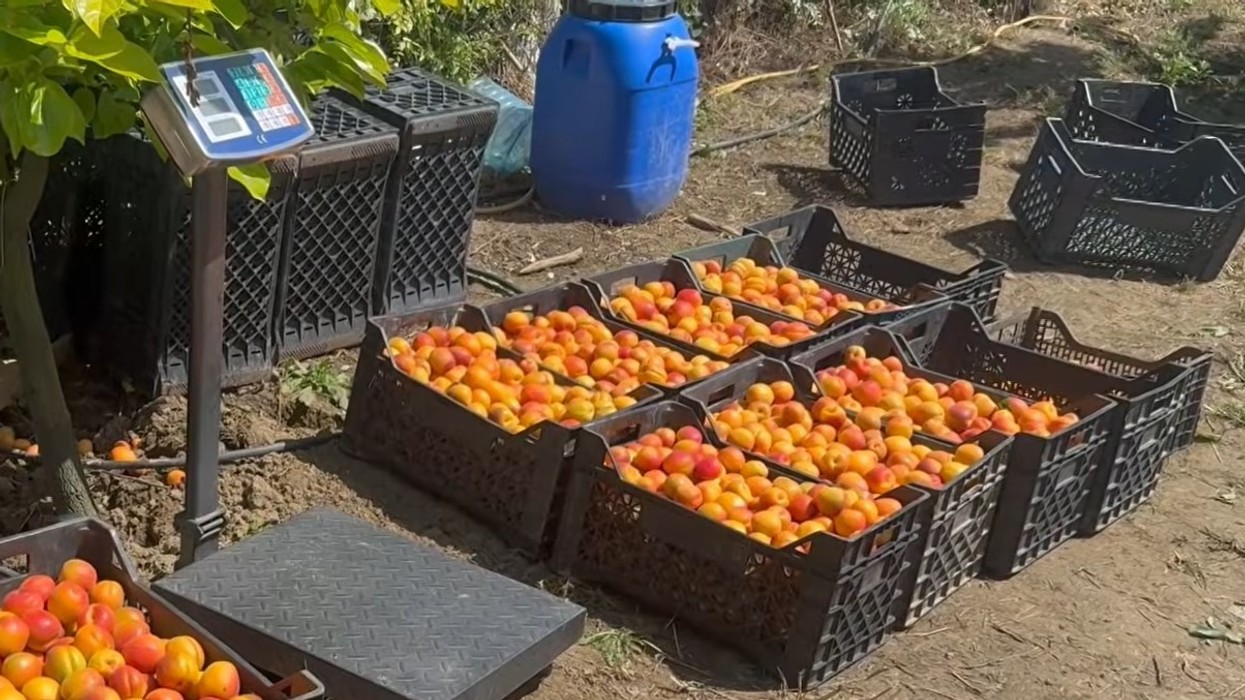 Prodhim i bollshëm i kajsisë në Xibrakë pas 5 vitesh - çmimi 3 euro
