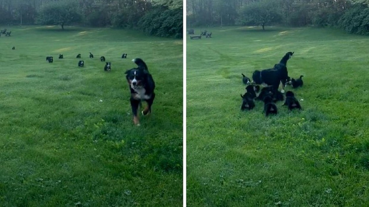 Qeni u përpoq të marrë një pushim, por këlyshët e adhurueshëm e ndoqën kudo - videoja është hit