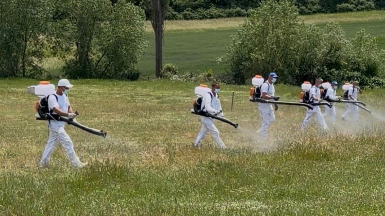 Nis dezinsektimi në zona endemike
