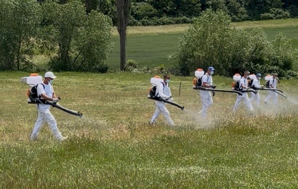 Nis dezinsektimi në zona endemike