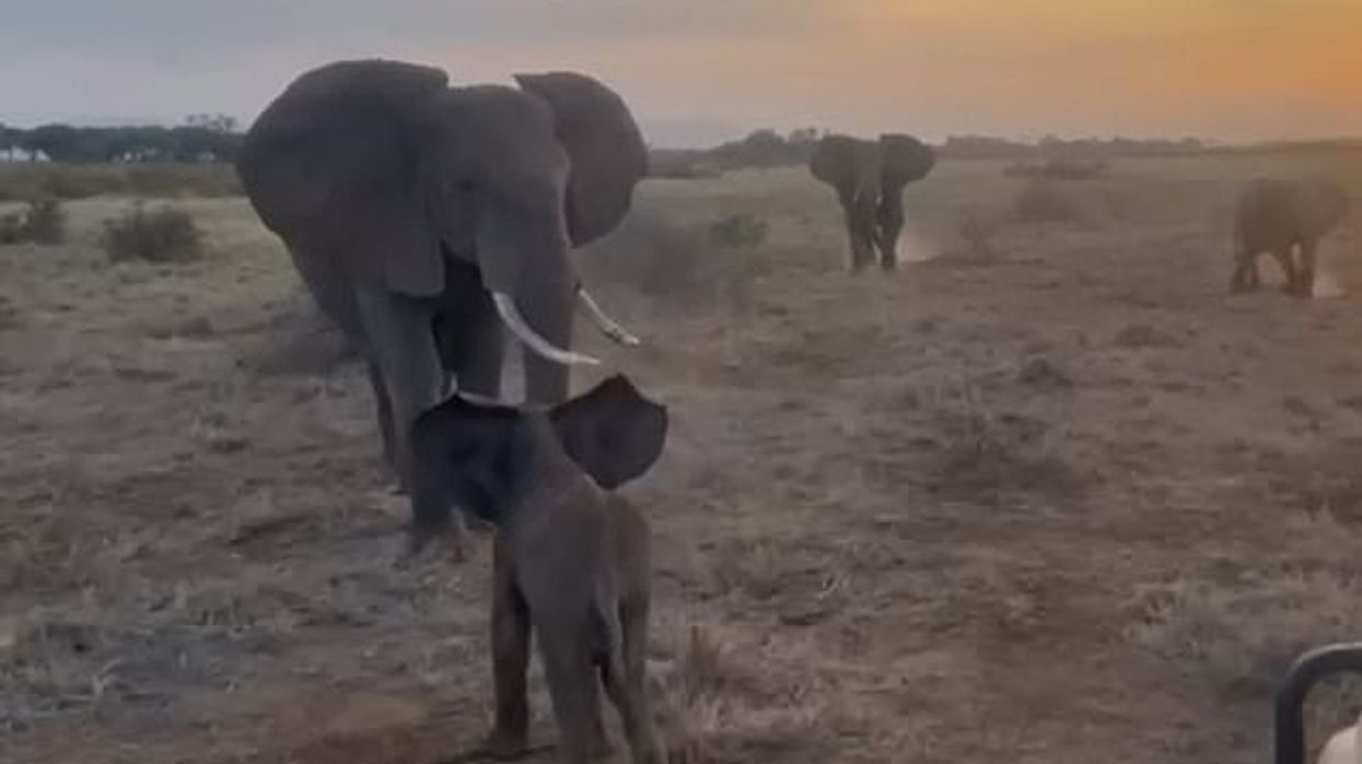 Moment prekës kur elefanti i vogël i humbur ribashkohet me familjen Moment prekës kur elefanti i vogël i humbur ribashkohet me familjen