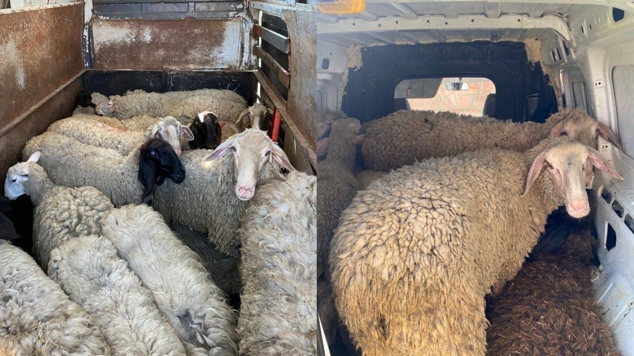 Në prag të Kurban Bajramit, kapen 27 dele dhe 4 qengja të kontrabanduara nga Serbia Në prag të Kurban Bajramit, kapen 27 dele dhe 4 qengja të kontrabanduara nga Serbia
