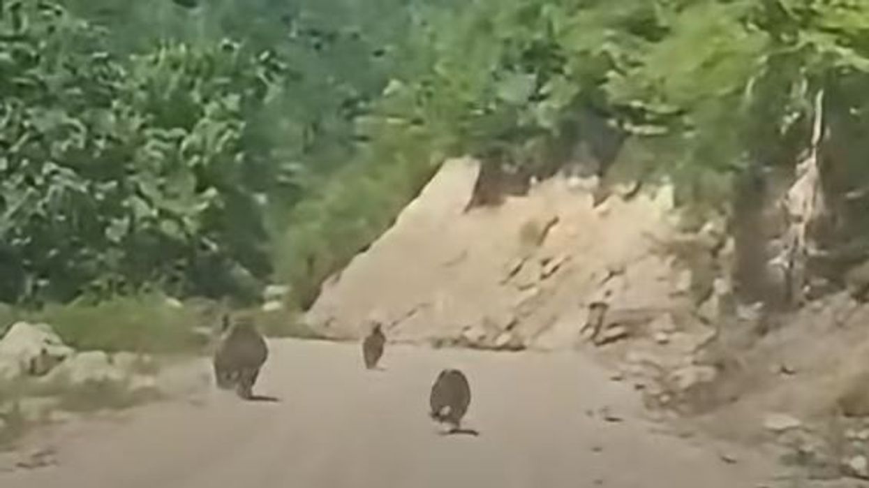Ariu me të vegjlit në bjeshkët e Deçanit Ariu me të vegjlit në bjeshkët e Deçanit