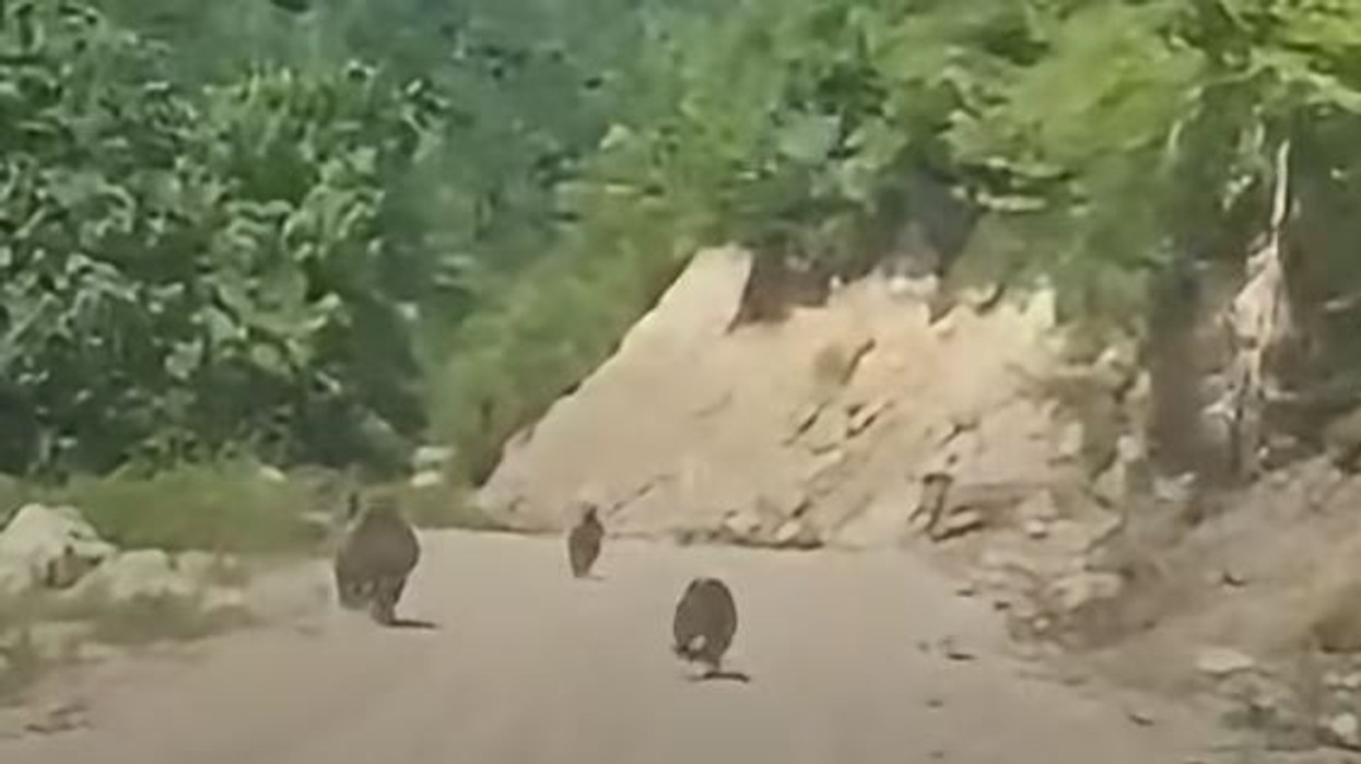 Ariu me të vegjlit në bjeshkët e Deçanit