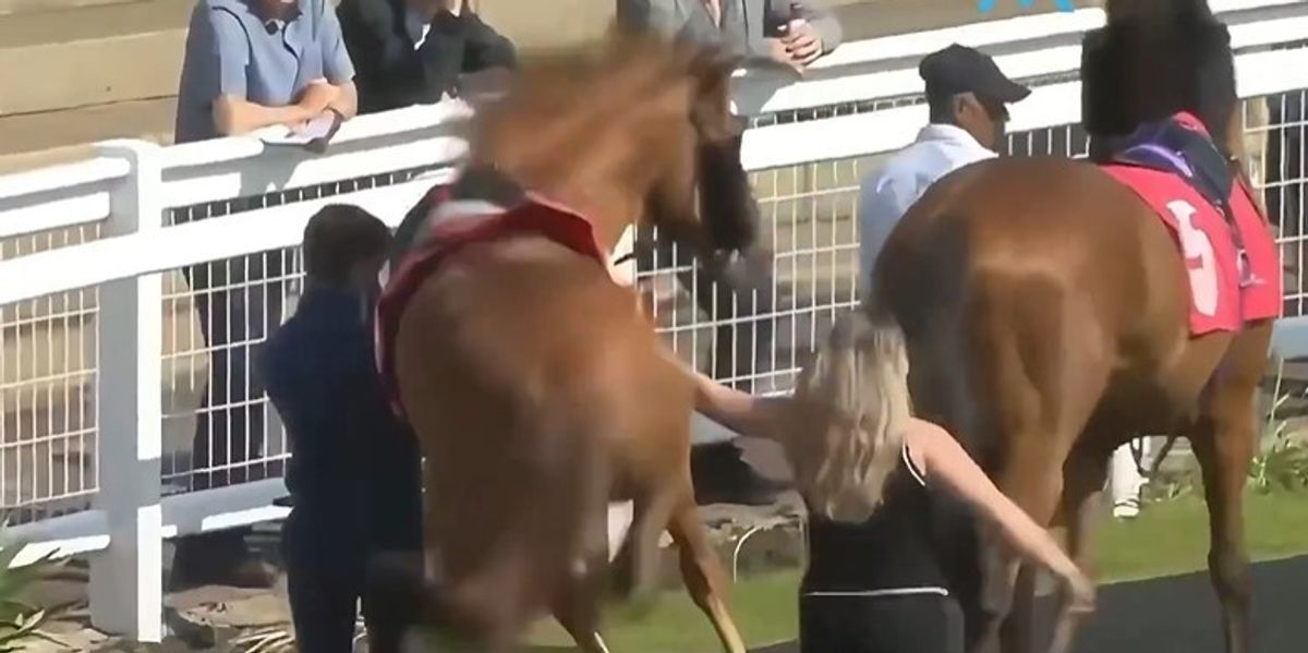 Gruan e godet kali gjatë transmetimit live të Redcar Racecourse në Britani