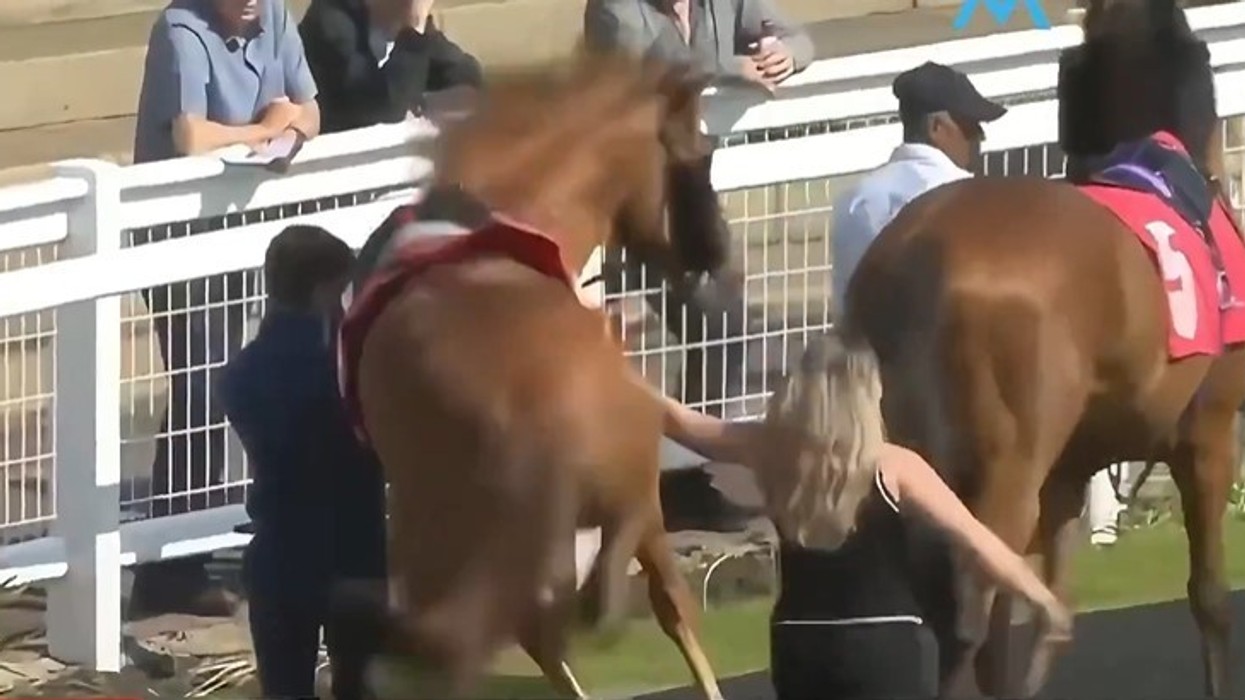 Gruan e godet kali gjatë transmetimit live të Redcar Racecourse në Britani
