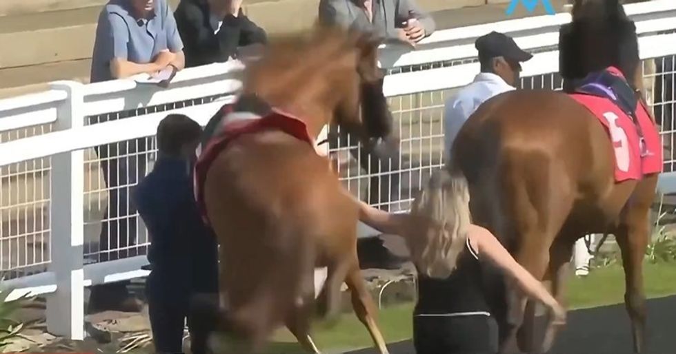 Gruan e godet kali gjatë transmetimit live të Redcar Racecourse në Britani