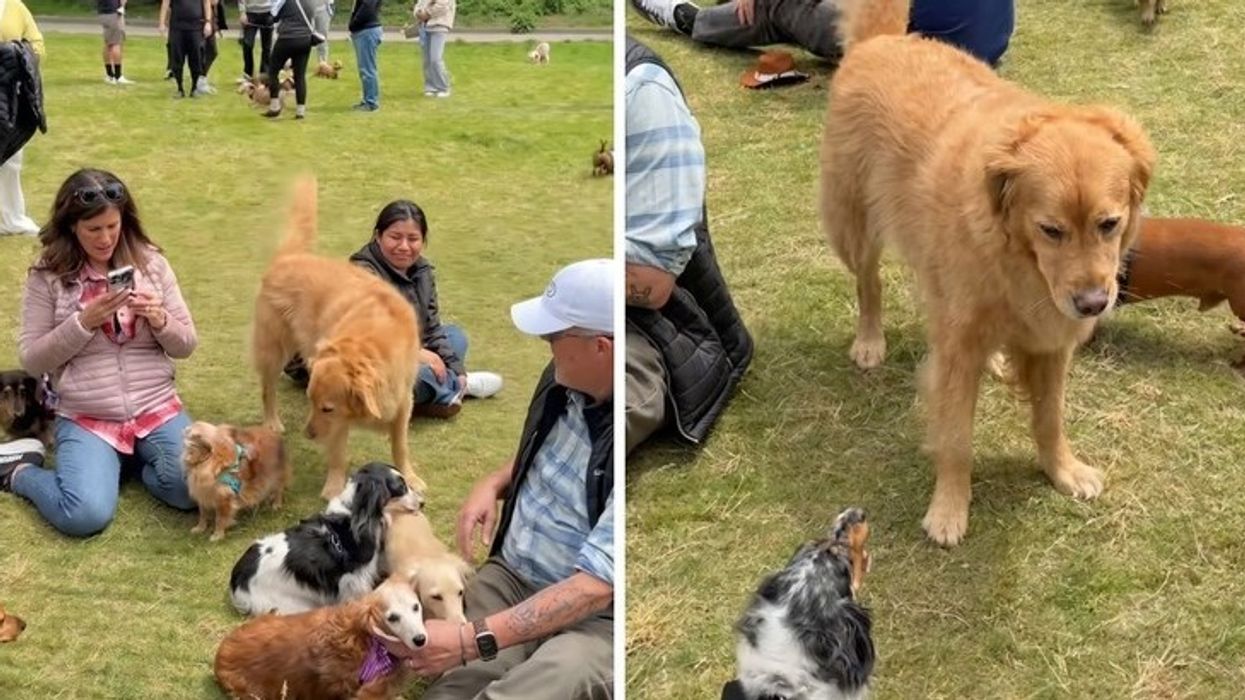 Qen "Golden Retriever" hyn aksidentalisht në një grup qensh "dachshund", reagimi i tyre është qesharak Qen