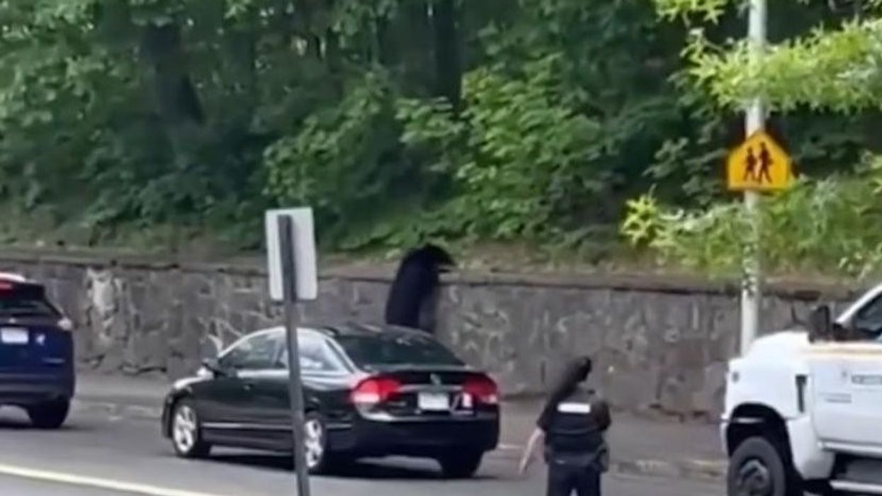 Alarm në Massachusetts, ariu shfaqet pranë shkollave - nxënësit mbyllen brenda Alarm në Massachusetts, ariu shfaqet pranë shkollave - nxënësit mbyllen brenda