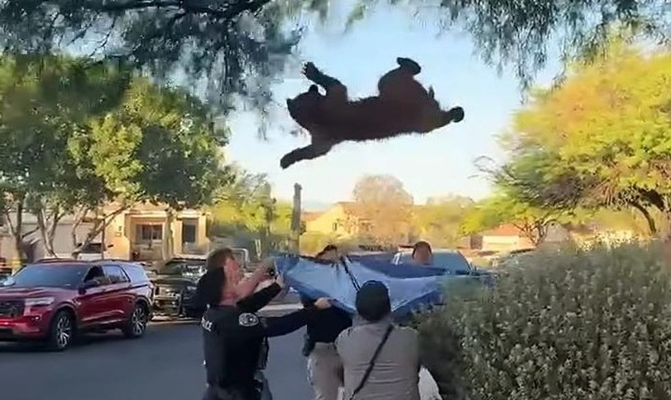 Ariu në pemë në Arizona, autoritetet e zhvendosin në mënyrë të sigurt