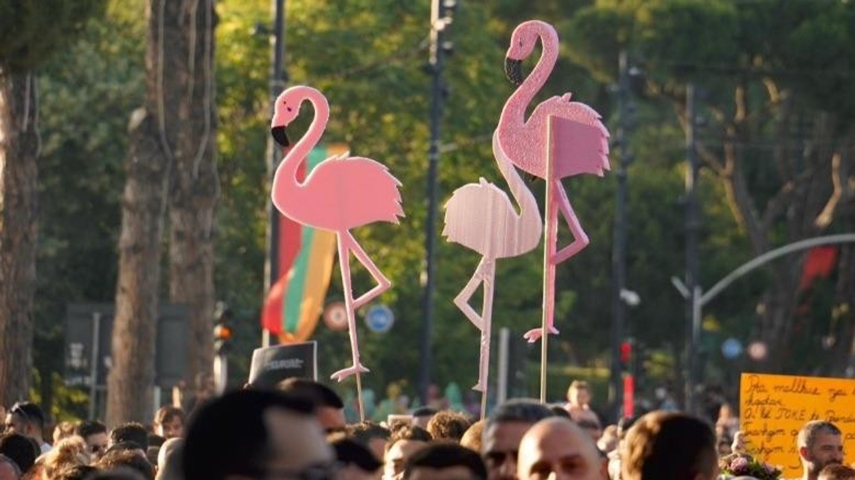 Luftë e ashpër fjalësh për flamingot: Çfarë rrezikon Shqipëria?