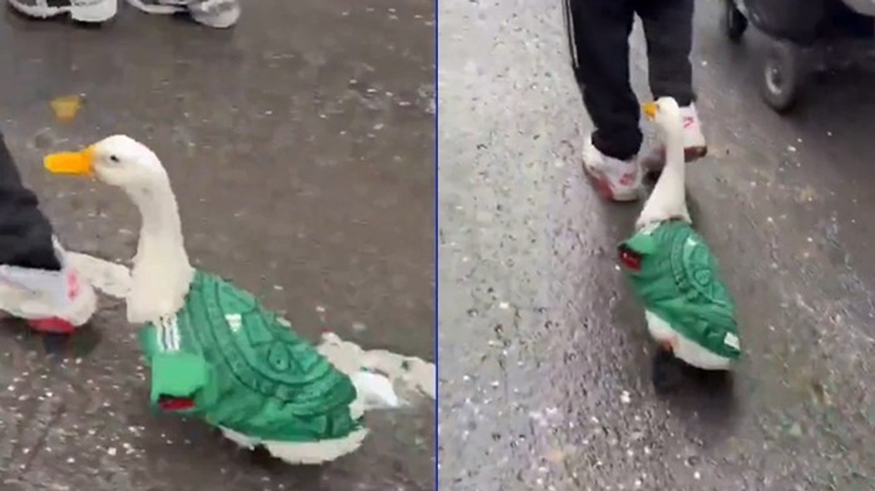 Rosa me fanellën e Meksikës bëhet ylli i rrjeteve sociale gjatë festimeve të Kupës së Botës