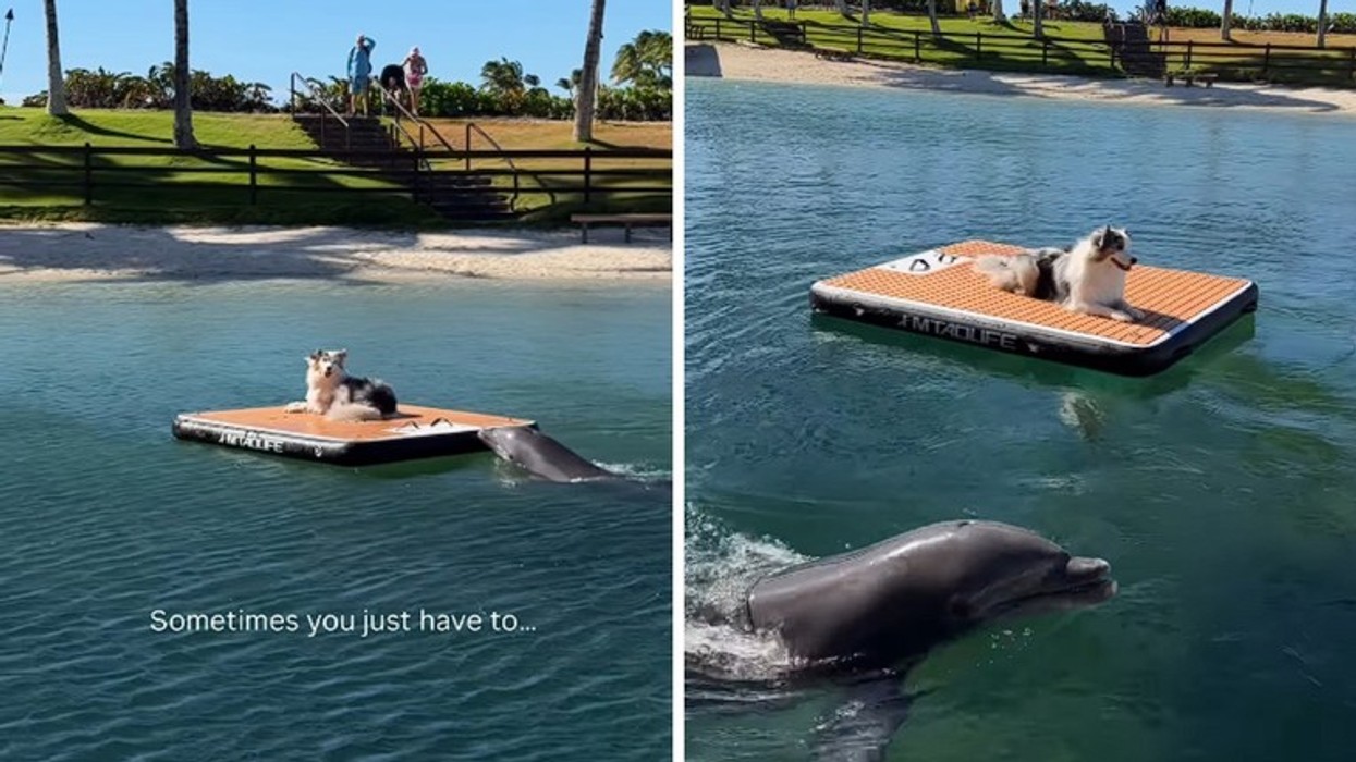 Pamje që shkrin zemrat - qeni miqësohet me delfinët