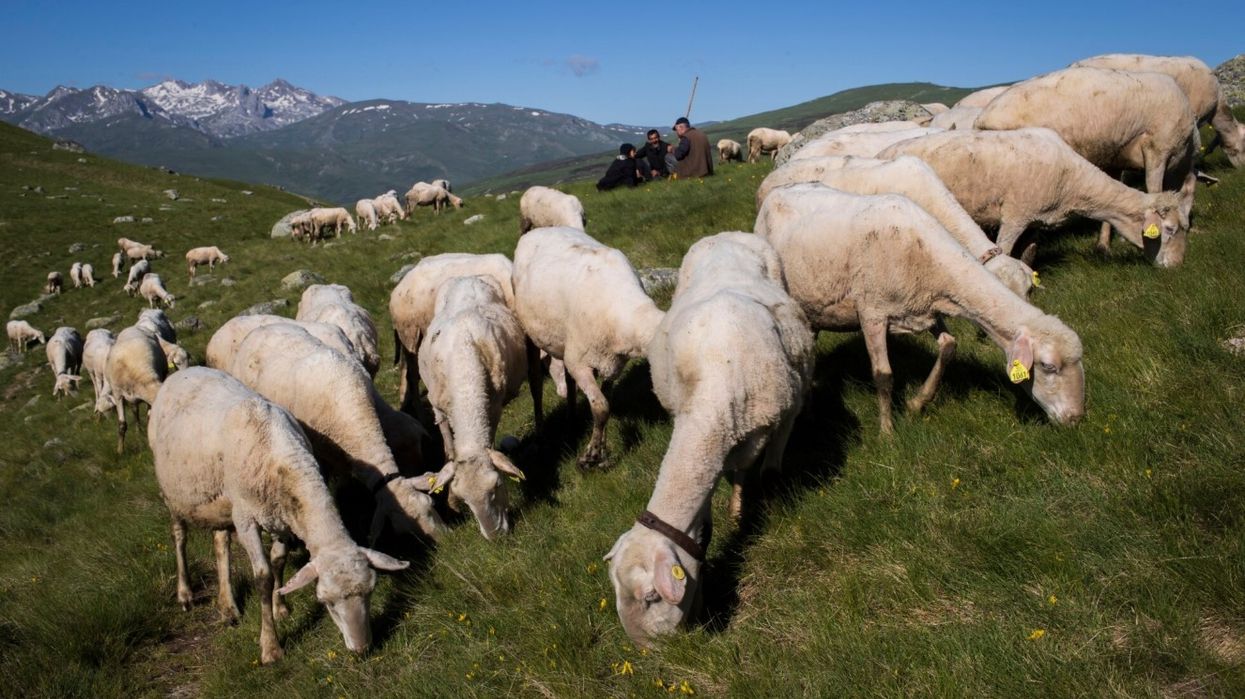 Më shumë drithëra, perime dhe blegtori në Kosovë Më shumë drithëra, perime dhe blegtori në Kosovë