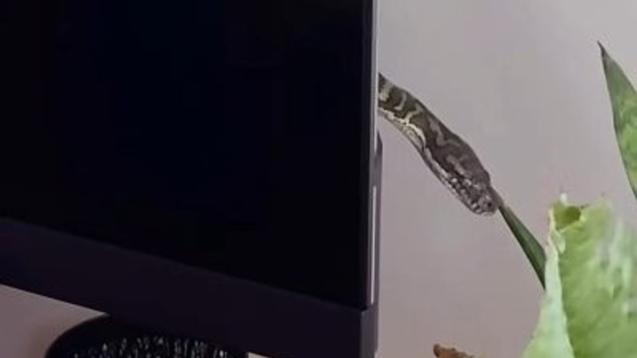 Familja australiane gjen një gjarpër të madh të fshehur pas televizorit të dhomës së ndenjes