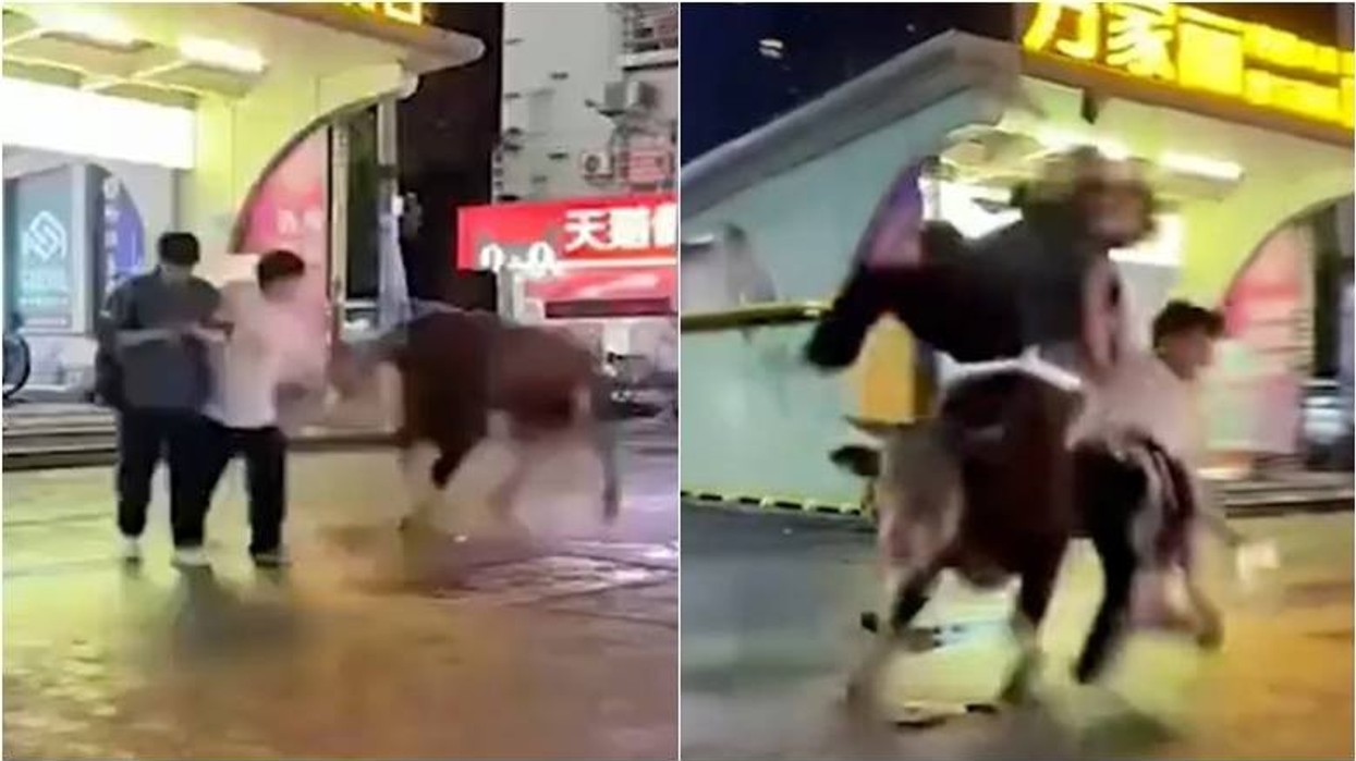 Demi i arratisur terrorizoi kalimtarët, lëndoi tre prej tyre në rrugët e Changsha të Kinës