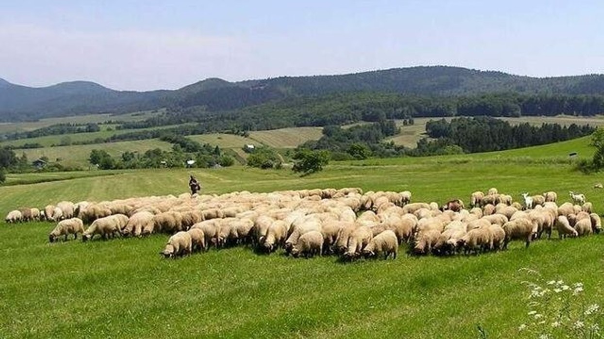 Komuna e Prishtinës publikon listën e përfituesve të subvencioneve në blegtori