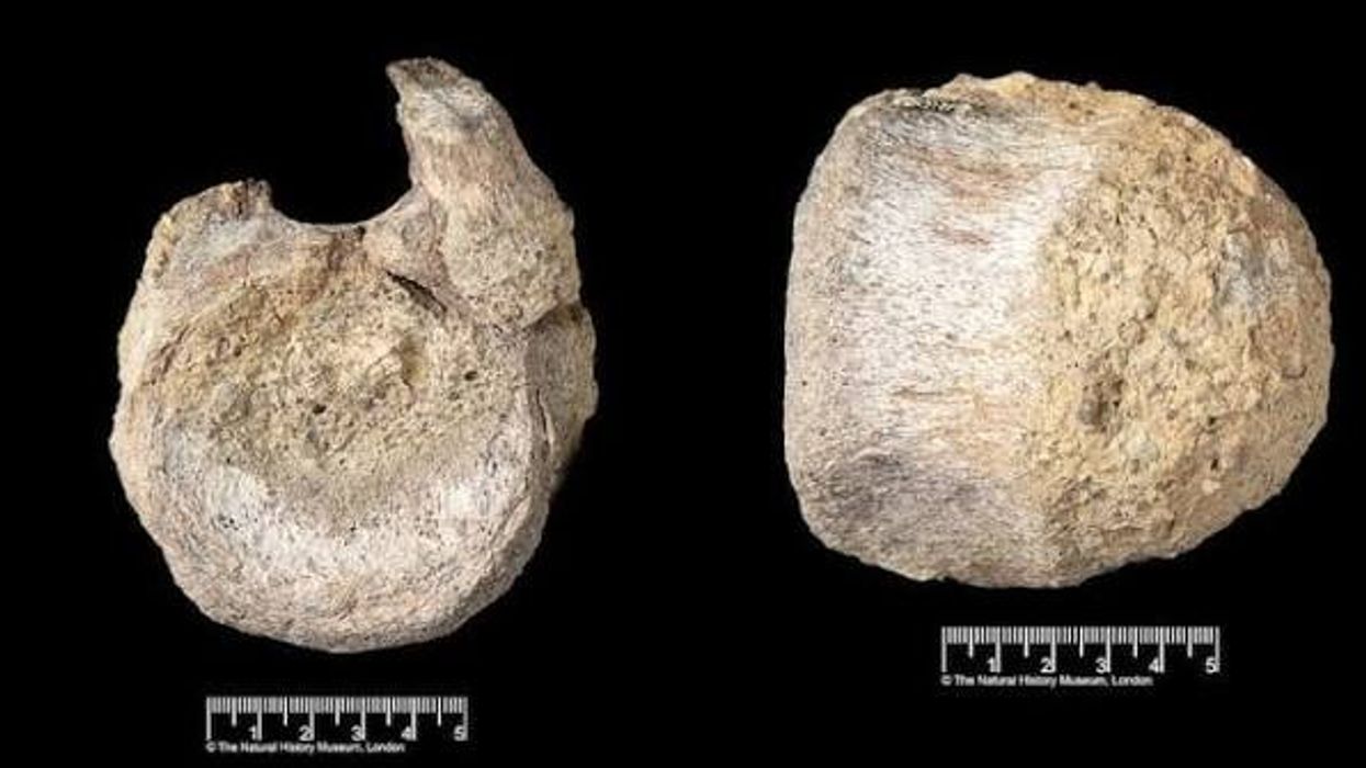 Një fosil i rrallë dinozauri nga Antarktida gjendet i fshehur në një sirtar Një fosil i rrallë dinozauri nga Antarktida gjendet i fshehur në një sirtar