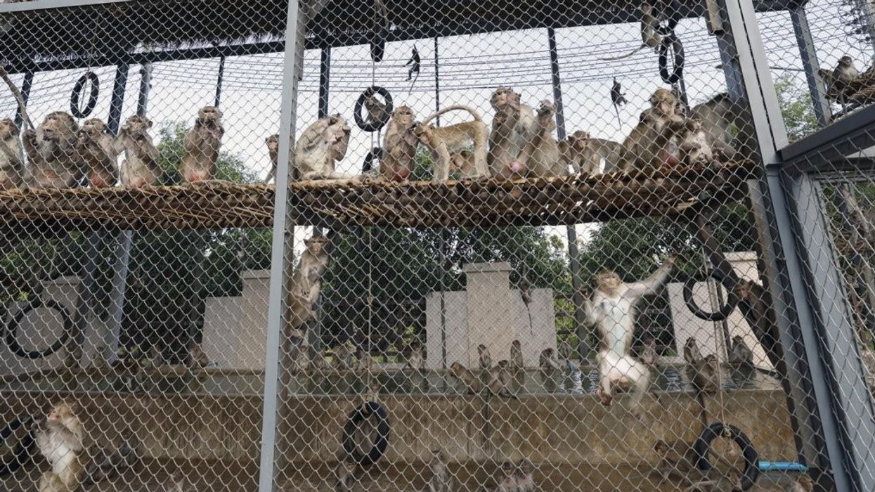 Gati 100 majmunë ikin nga një kafaz në Tajlandë Gati 100 majmunë ikin nga një kafaz në Tajlandë