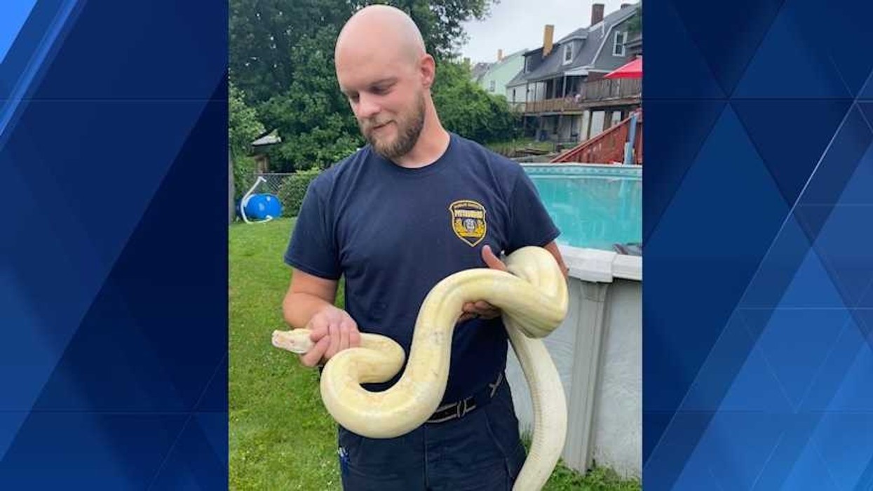 Një boa albino u gjet duke pushuar pranë pishinës së një shtëpie në Pitsburg