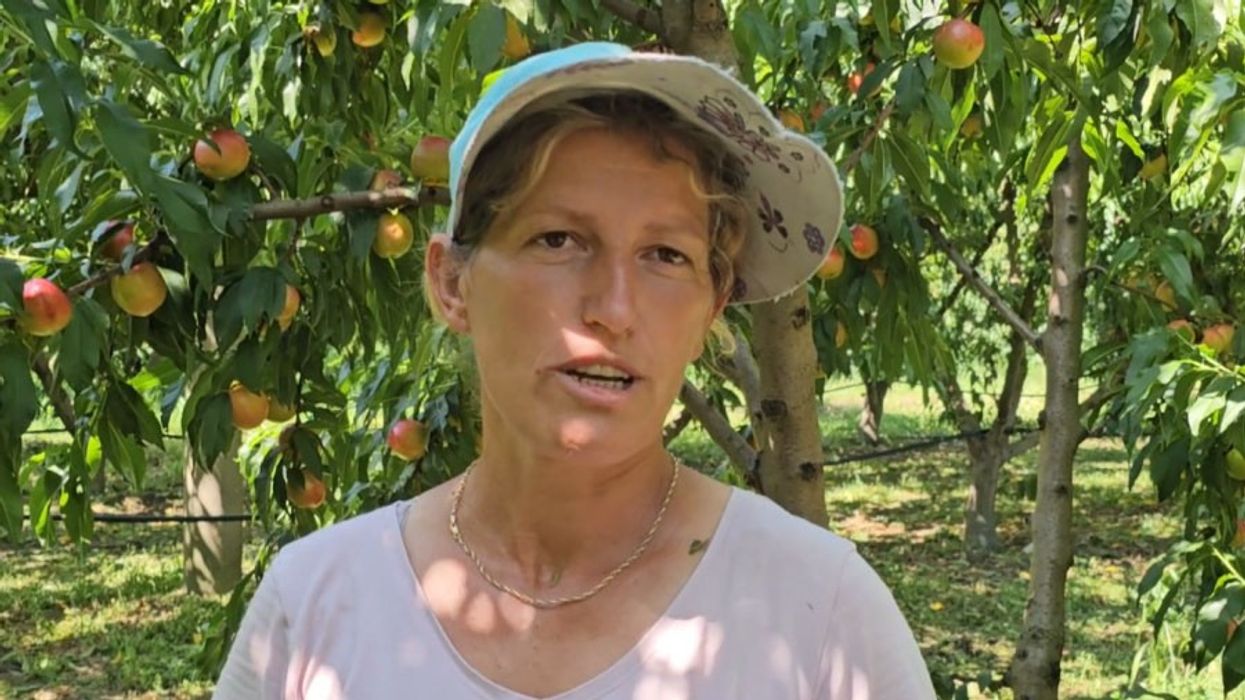Një vit punë për 35 cent/kg, fermerët shqiptar ankohen për çmimin e pjeshkës Një vit punë për 35 cent/kg, fermerët shqiptar ankohen për çmimin e pjeshkës