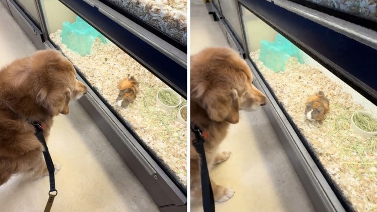 Qeni retriever pa një derr të Guinesë Qeni retriever pa një derr të Guinesë