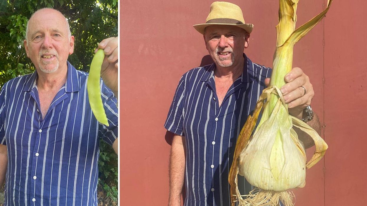 Kultivuesi britanik i perimeve arrin një rekord me hudhër gjigante, peshon 1.75 kilogramë dhe një diametër prej 19 centimetra Kultivuesi britanik i perimeve arrin një rekord me hudhër gjigante, peshon 1.75 kilogramë dhe një diametër prej 19 centimetra