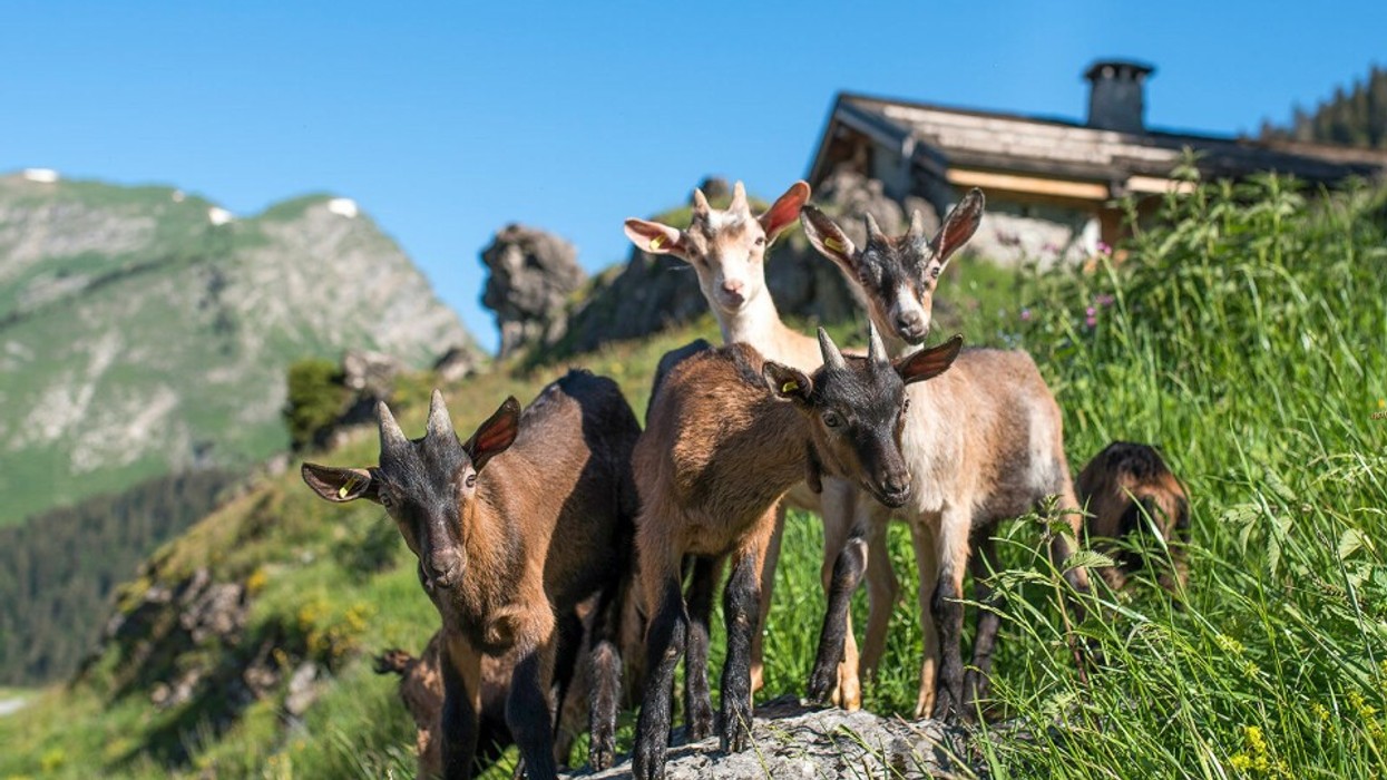 Një fshat ndryshe, dhitë ecin mes turistëve dhe hyjnë në restorante