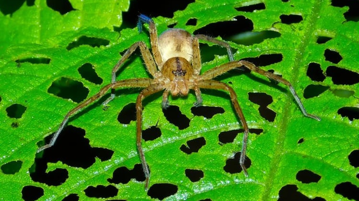 Merimanga më e shpejtë në botë mund të vrapojë më shpejt se shumica e njerëzve