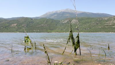 Drini i Bardhë