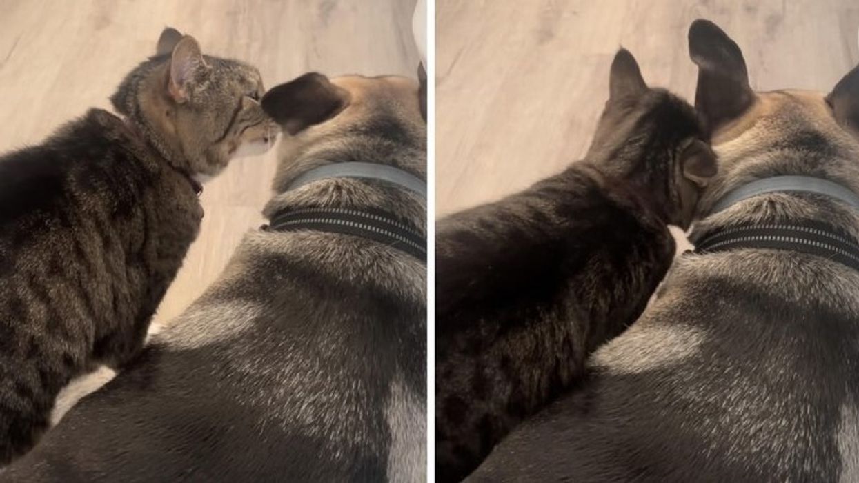 Miqësi e pazakontë - macja ngushëlloi qenin e frikësuar gjatë stuhisë Miqësi e pazakontë - macja ngushëlloi qenin e frikësuar gjatë stuhisë