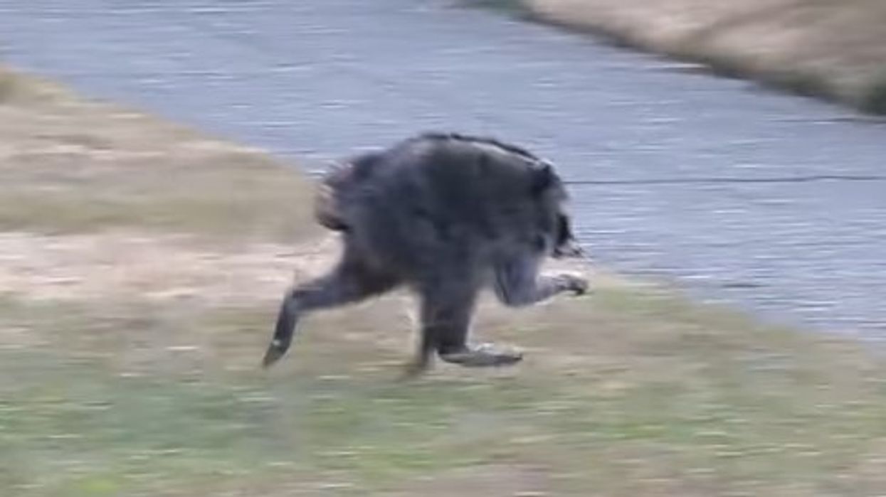 Rakuni bëhet yll në internet për shkak të deformimit të rrallë të shtyllës kurrizore Rakuni bëhet yll në internet për shkak të deformimit të rrallë të shtyllës kurrizore