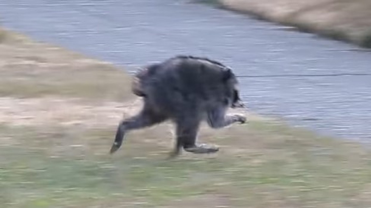 Rakuni bëhet yll në internet për shkak të deformimit të rrallë të shtyllës kurrizore