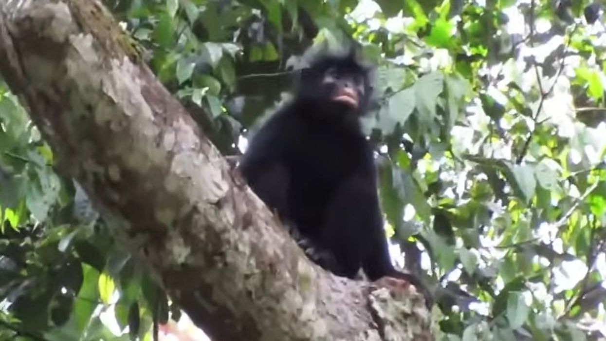 Publikohet videoja e një majmuni të çuditshëm në Kongo, tani është konfirmuar se është një specie e re Publikohet videoja e një majmuni të çuditshëm në Kongo, tani është konfirmuar se është një specie e re