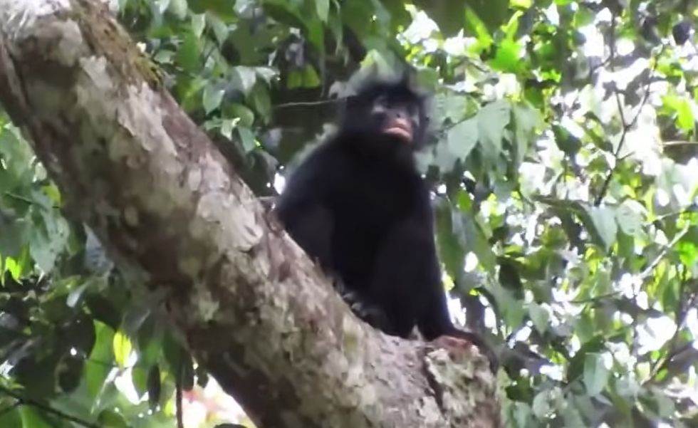 Publikohet videoja e një majmuni të çuditshëm në Kongo, tani është konfirmuar se është një specie e re