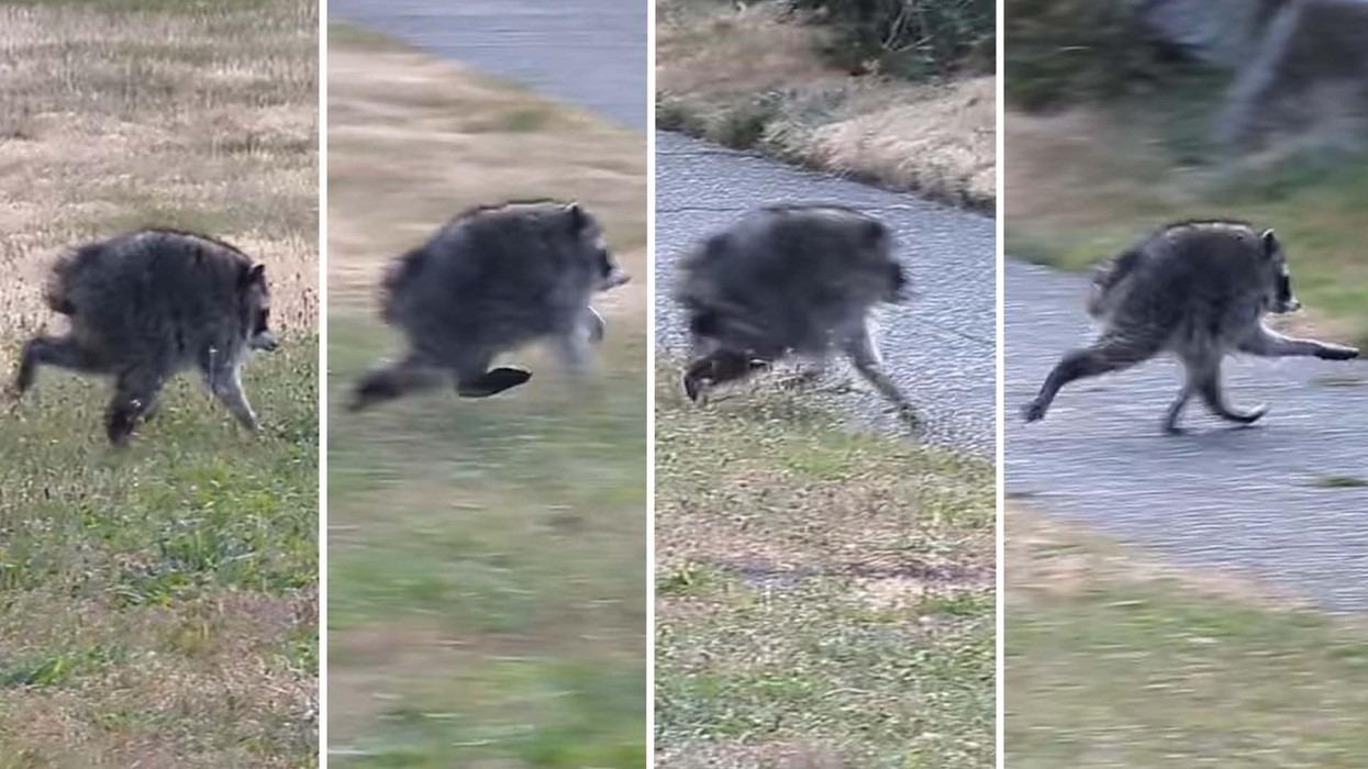Pamja e pazakontë e një rakuni mahnit internetin, rezulton të ketë një çrregullim të rrallë