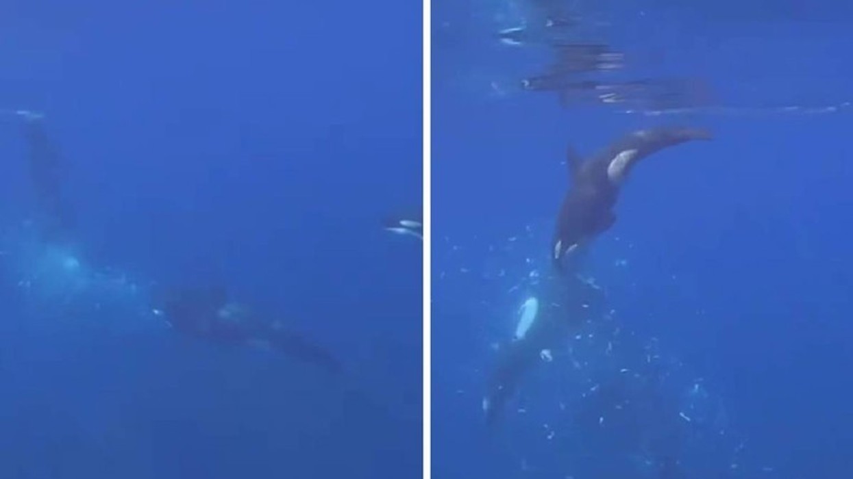 Pamje që tregojnë sesi orka sulmon aq fort një peshk, sa që në një moment shpërthen