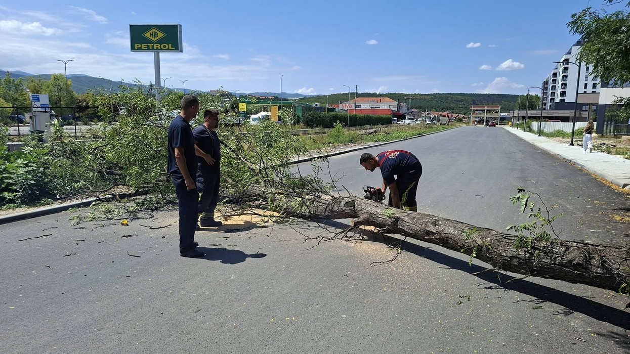 Zjarrfikësit në Ferizaj largojnë një lis të rrëzuar që bllokoi rrugën