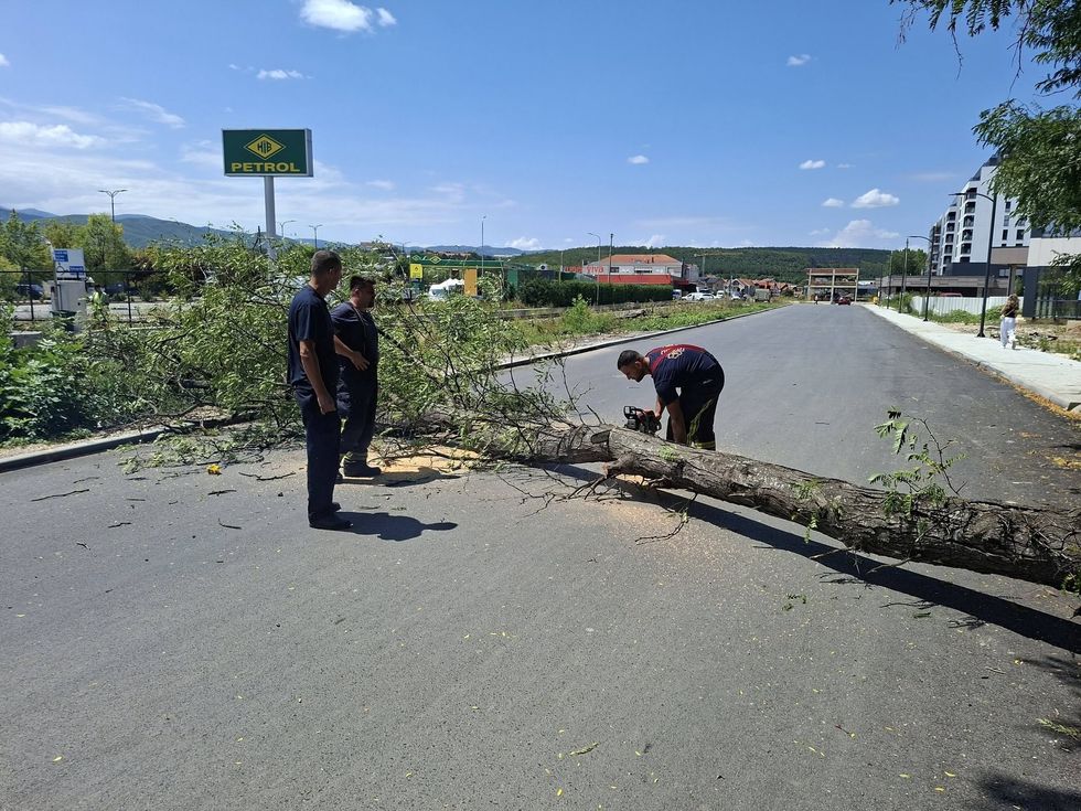 Zjarrfikësit në Ferizaj largojnë një lis të rrëzuar që bllokoi rrugën