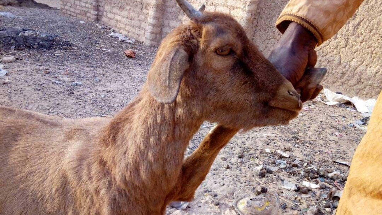 Konfirmohen raste të lisë së dhenve dhe dhive në katër komuna - AUV me apel urgjent për fermerët