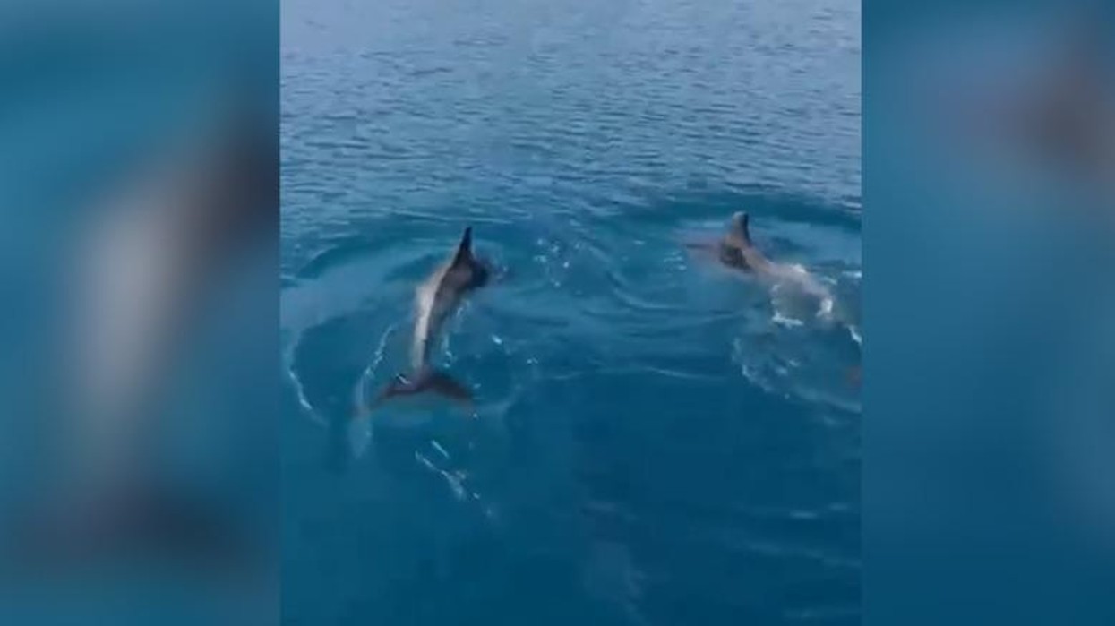 Delfinët dhurojnë spektakël në Gjirin e Vlorës