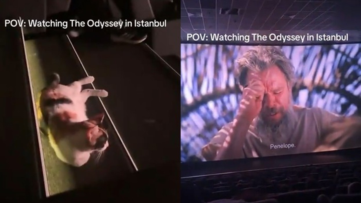 Video virale, një mace shfaqet si spektatore në premierën e "The Odyssey"