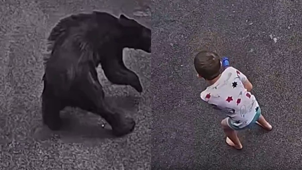 Qeni hero shpëton djalin nga sulmi i ariut, publikohen pamjet dramatike