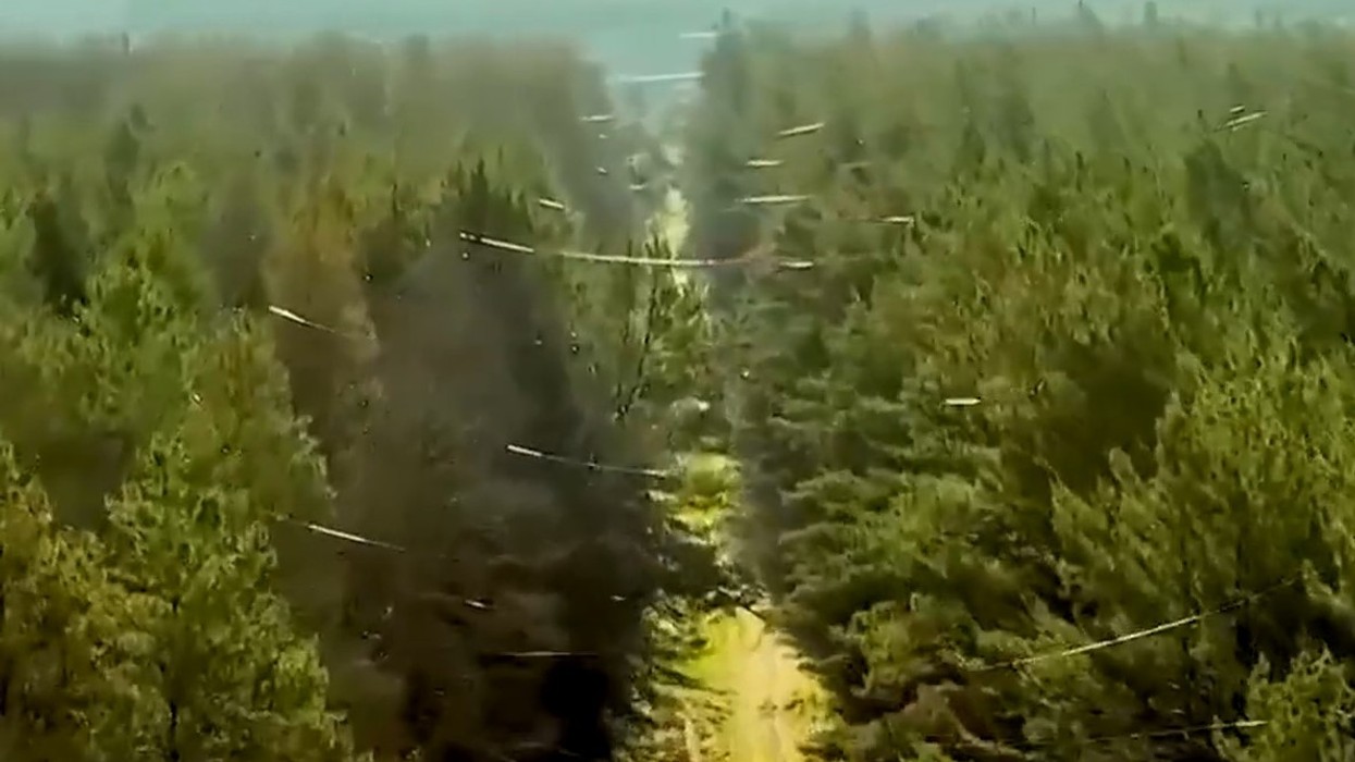 Pamje si nga filmat horror - mijëra kilometra katrorë pyje në Ukrainë janë mbuluar me kabllo optike