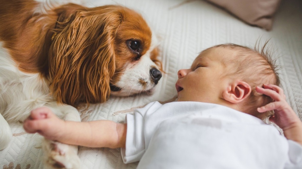 Keni qen në shtëpi dhe foshnjë? Ja si mund të mbrojnë mikrobet shëndetin e bebes